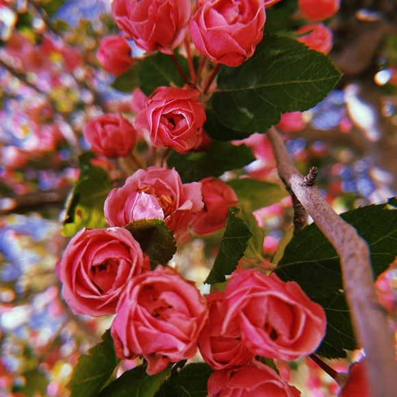 Your Castle of Passion - Picture 4 of 4